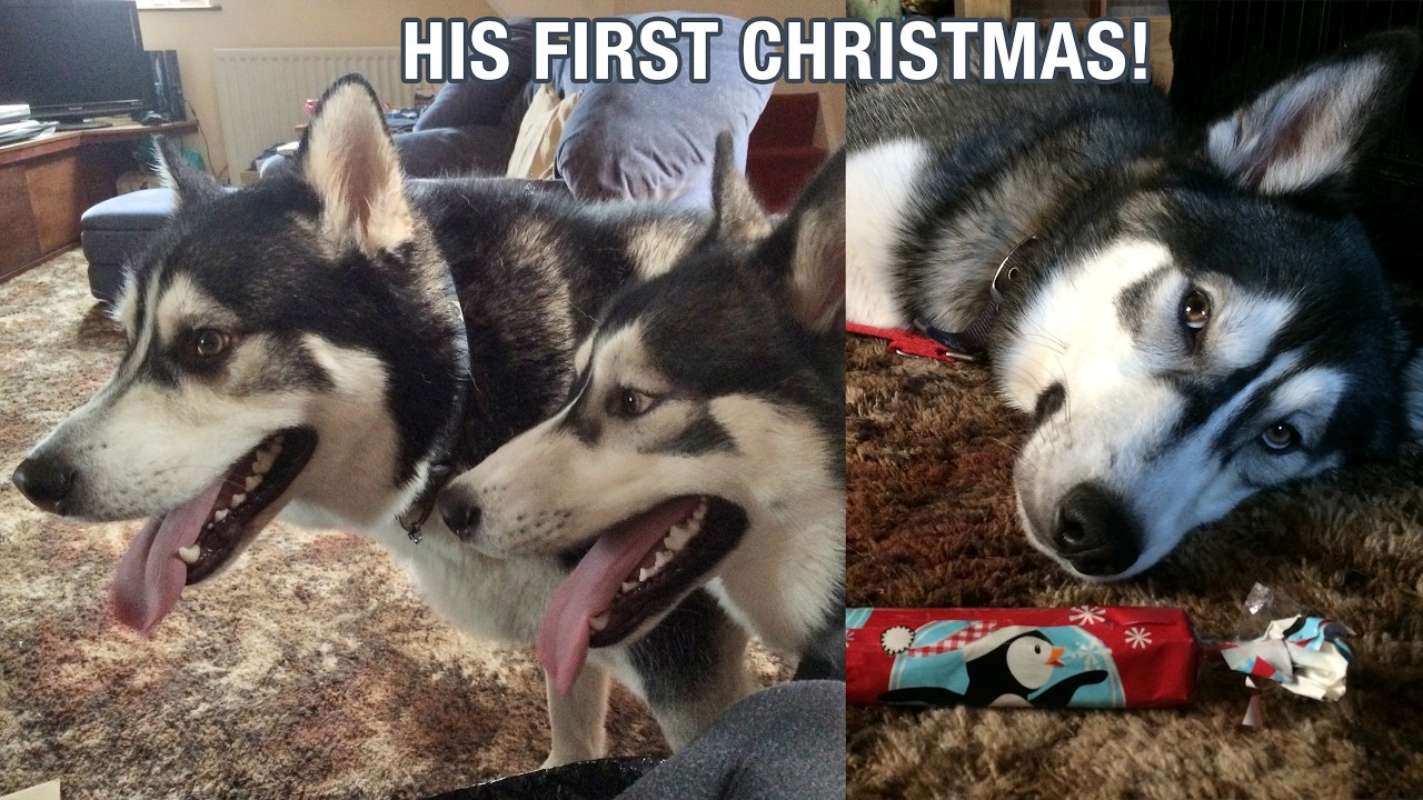 My Husky Puppy's Very First Christmas!