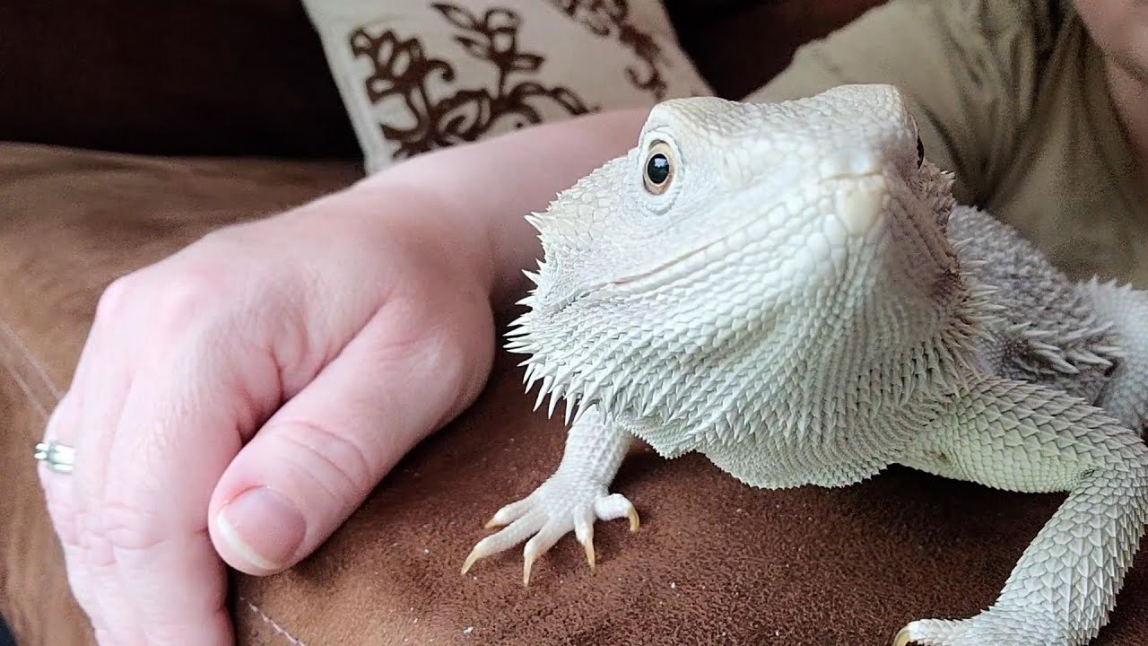 Bearded Dragon Behaviors (Part 1)