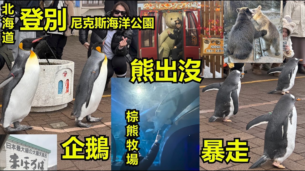 2025.11月北海道登別尼克斯海洋公園企鵝遊行Hokkaido Penguin Parade.登別溫泉晚餐鱈場蟹吃到飽Hotel Mahoroba.棕熊牧場Noboribetsu BearPark.
