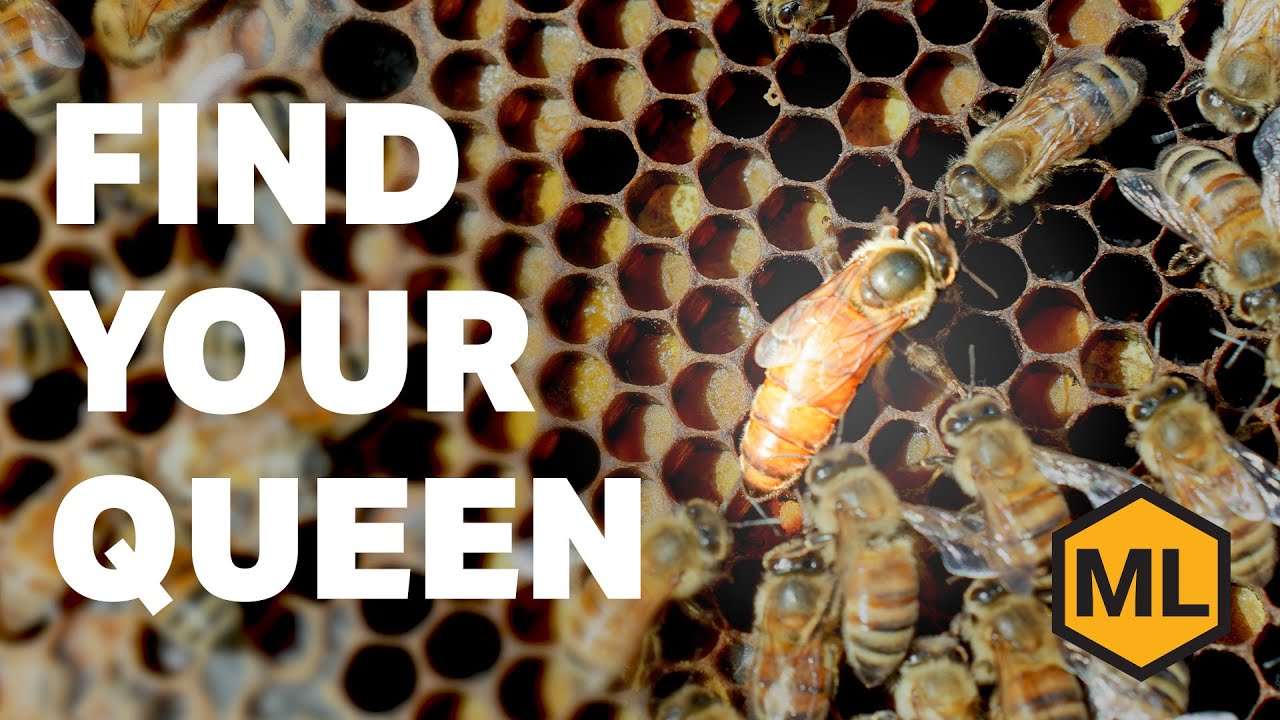 Find Your Queen Bee Fast – Tips for Beginner Beekeepers