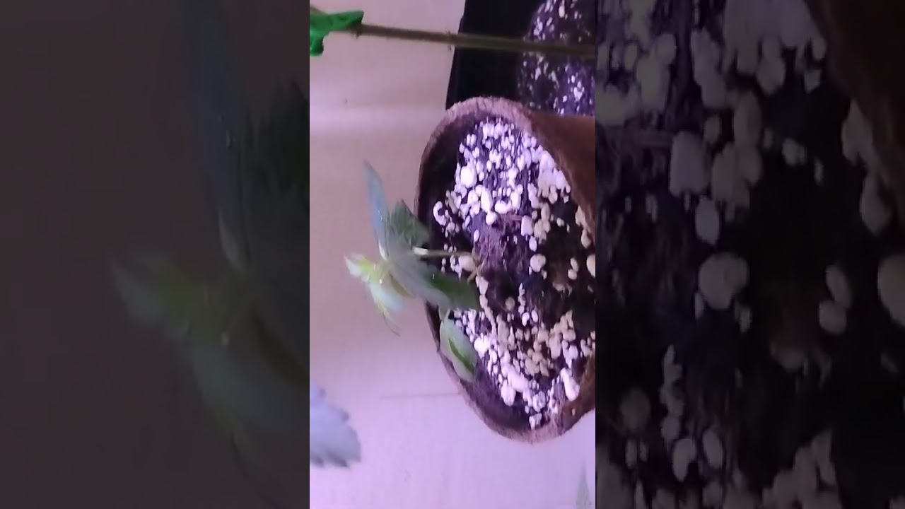 Clones n veg (grow room)