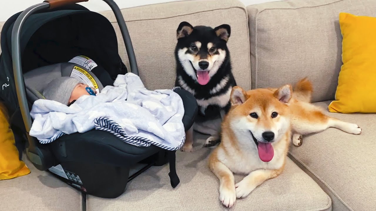 柴犬第一次見到嬰兒寶寶，會是什麼反應呢？