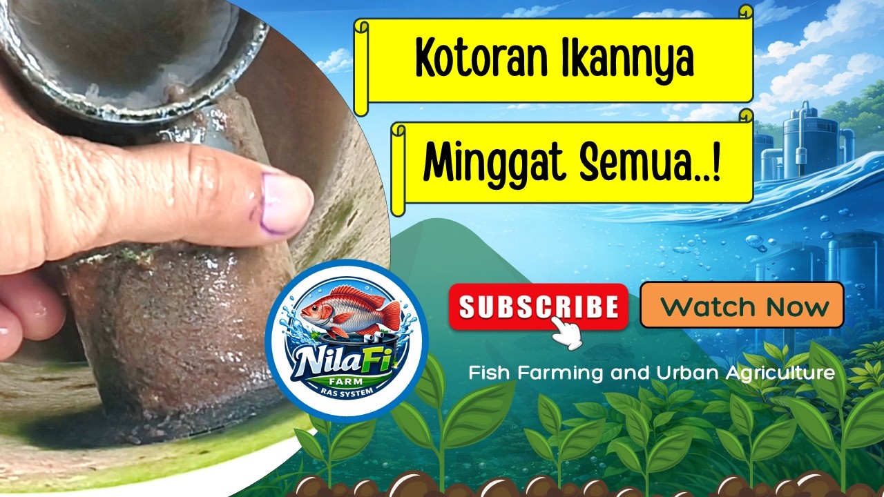 Tahapan Pencucian Filter Kolam Budikdamber Sistem RAS