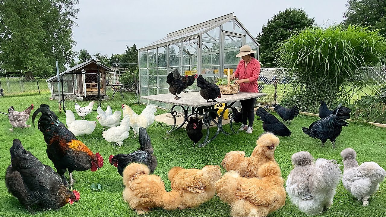 What Matters Most for Raising Strong, Healthy Organic Poultry 