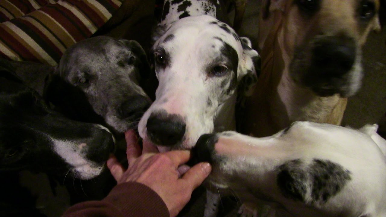 5 Great Danes clean peanut butter off my fingers