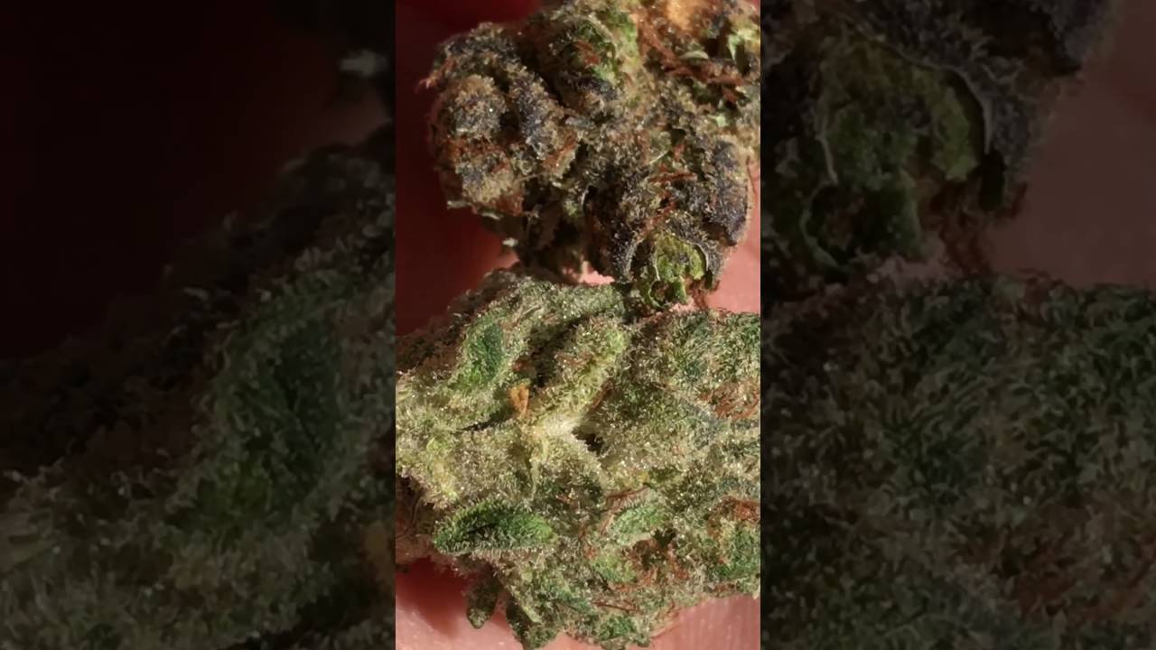 WALTER WHITE OG