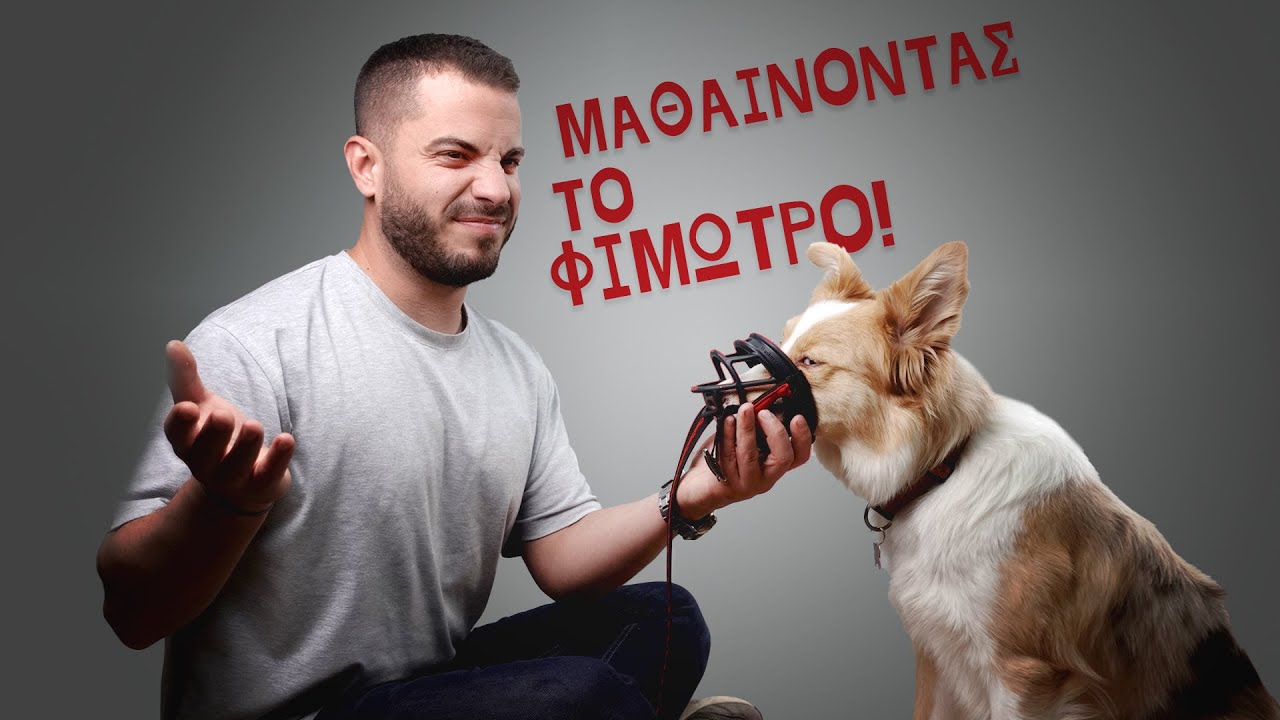 Φίμωτρο Σκύλου: Τι είναι, πότε χρησιμοποιείται και πως εκπαιδεύεται σωστά;