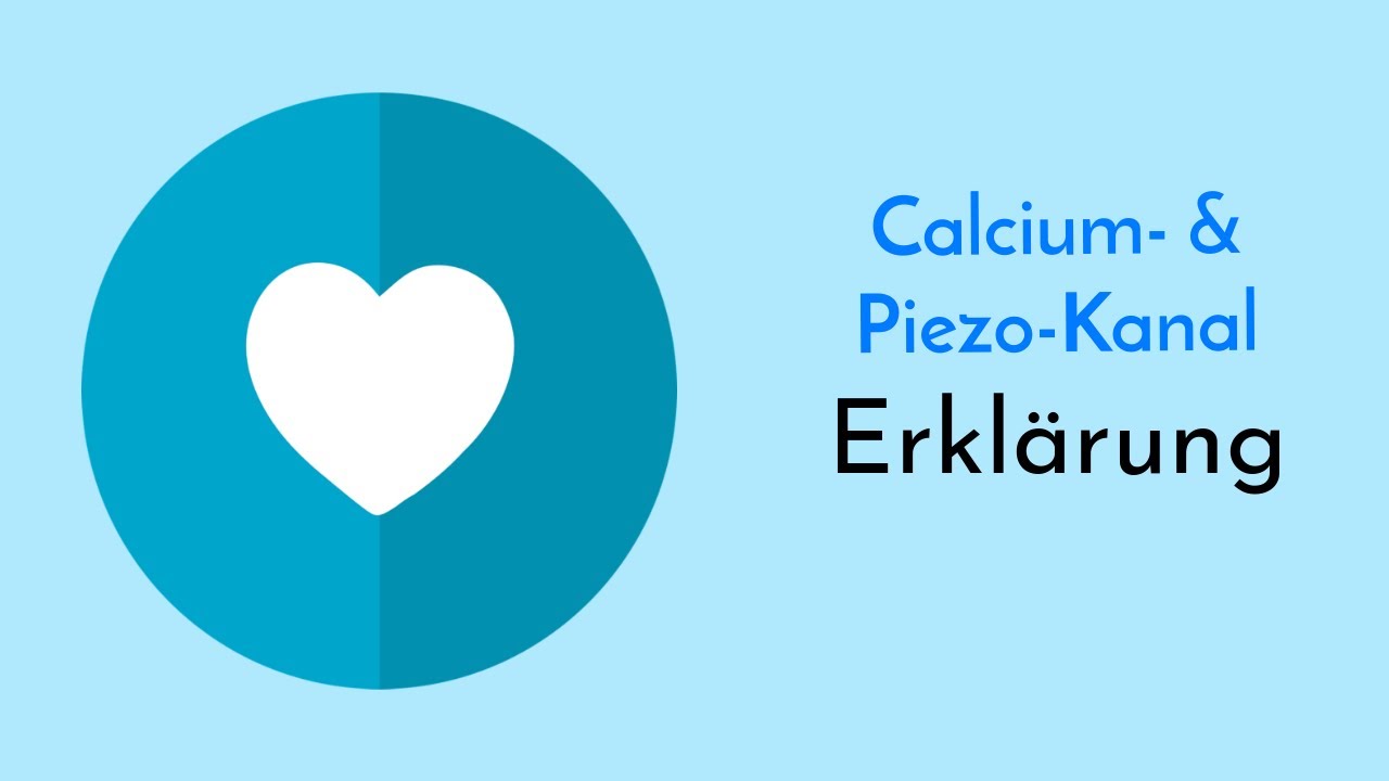 Calcium- & Piezo-Kanäle einfach erklärt! Wichtiges zum Aufbau, verschiedene Typen und Transport