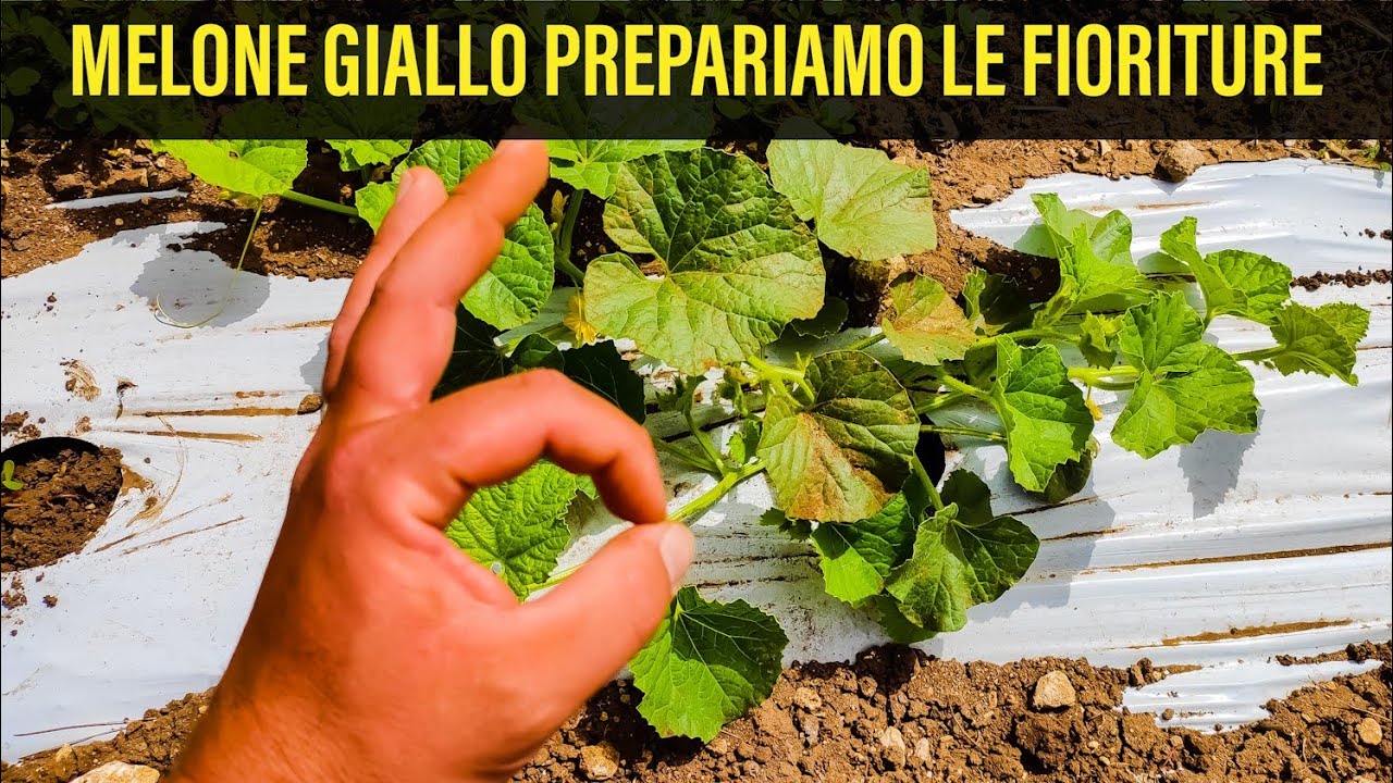 Melone Giallo nell' Orto Preparazione Fioriture