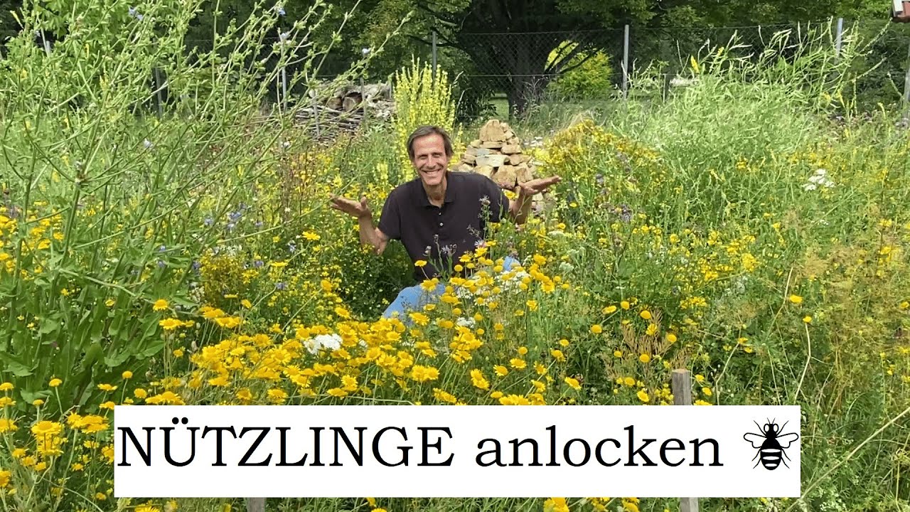 Das BLÜTEN-BEET: Heimat für Nützlinge, Bestäuber & Biodiversität 🌻