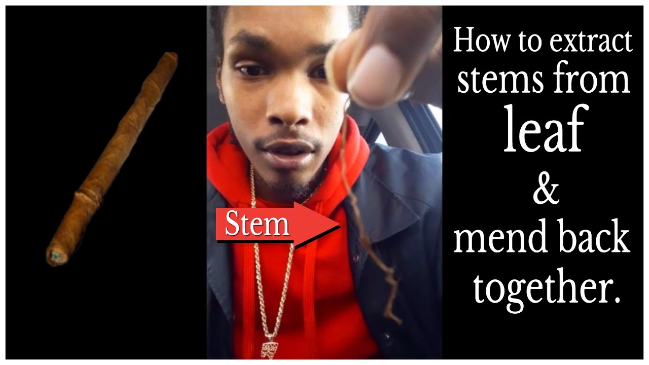 Og Stevo Shows You How To Remove Stems From Your Leaf And Mend It Back Together (18+Stoners Only)