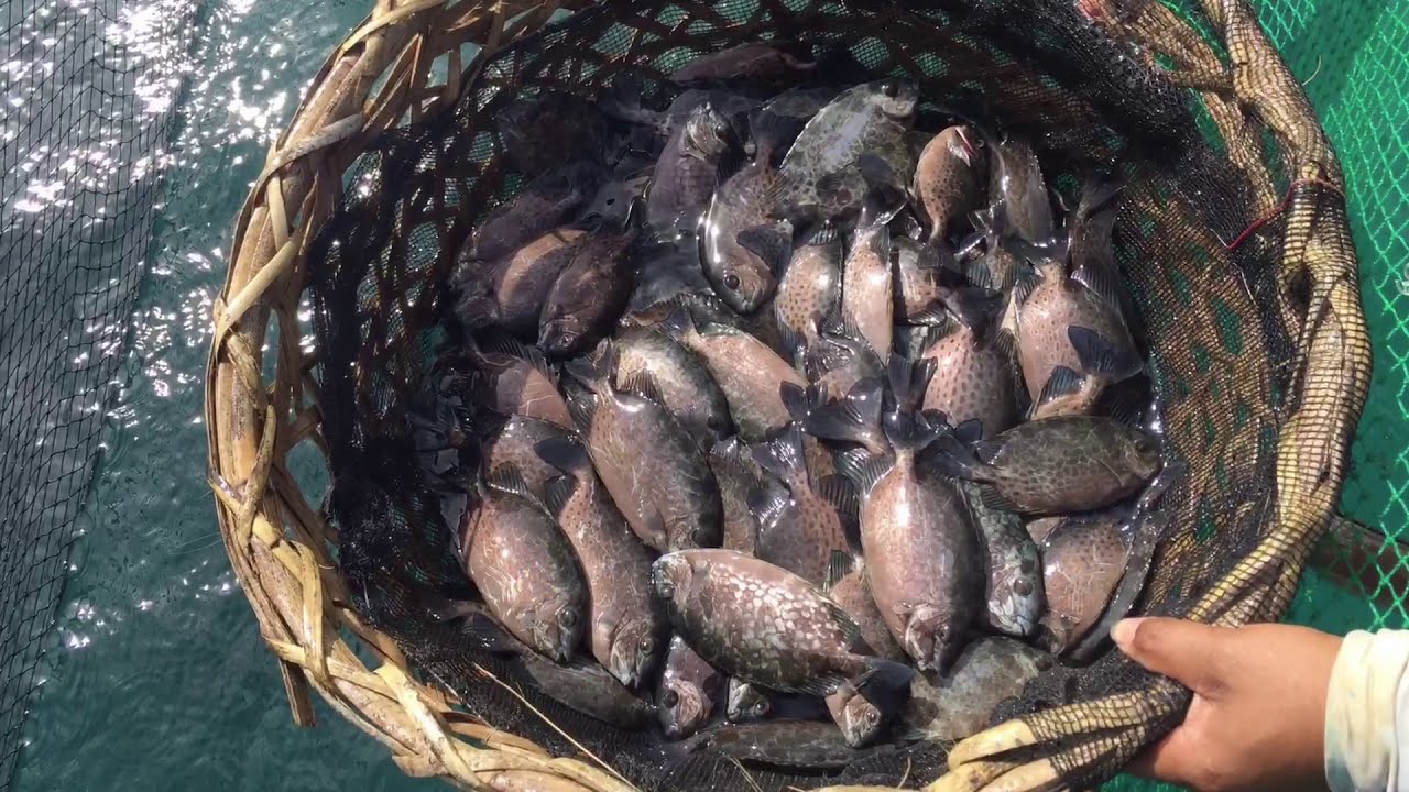 Rabbit Fish (Malaga) Fishcage Culture 2019