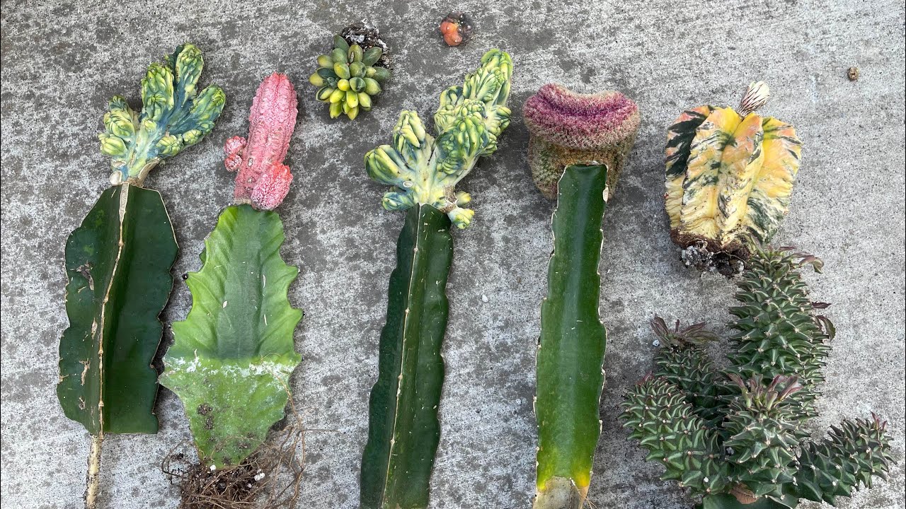 Rare cactus & succulent unbox: spiral cactus,Myrtillocactus geometrizans, cotyledon penden, trumpet