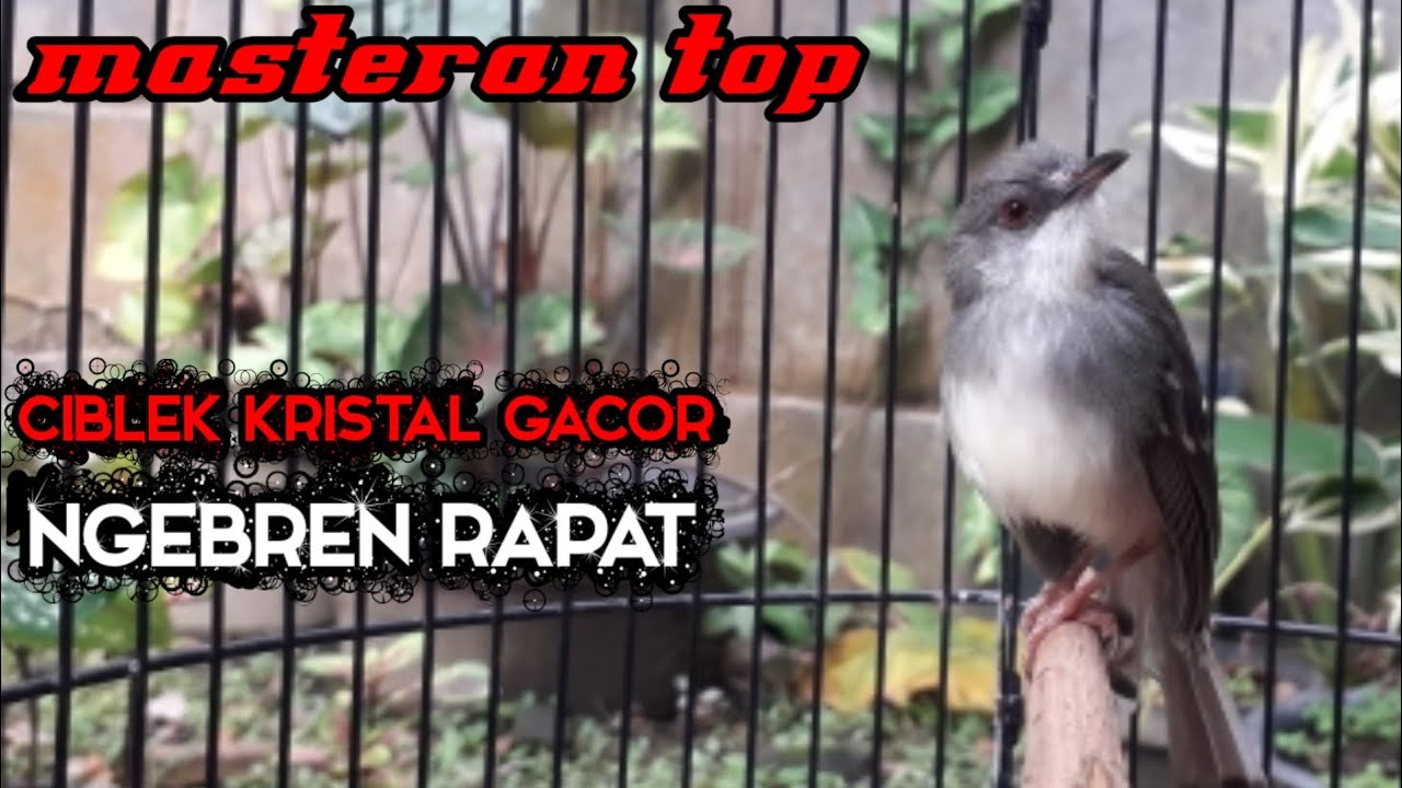 ciblek kristal gacor ngebren rapat !! cocok untuk masteran
