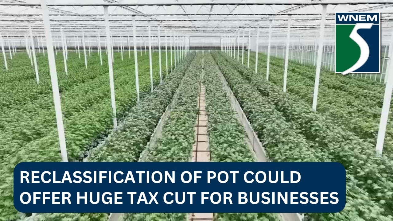 Reclassification of marijuana could offer huge tax cut for businesses