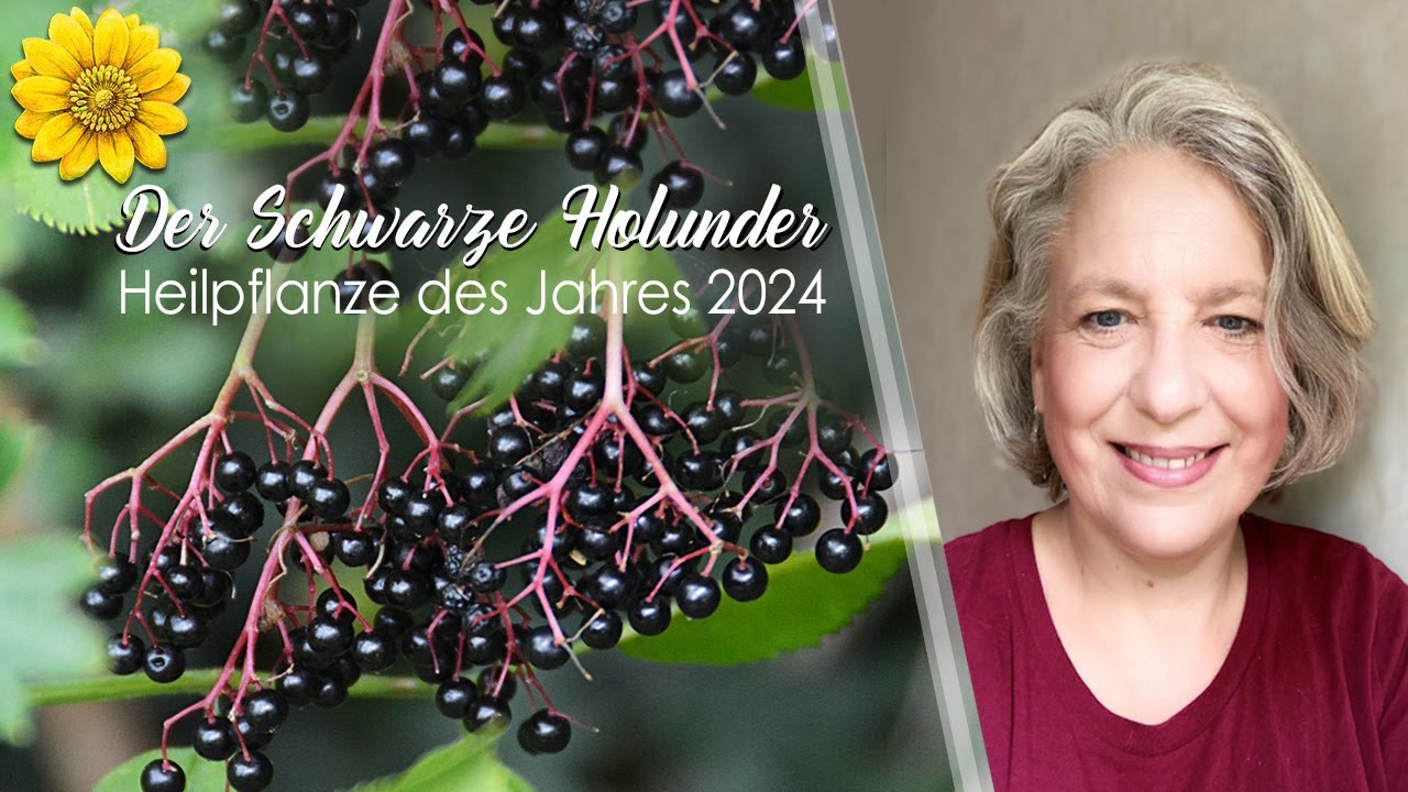 Der Schwarze Holunder, Heilpflanze des Jahres 2024