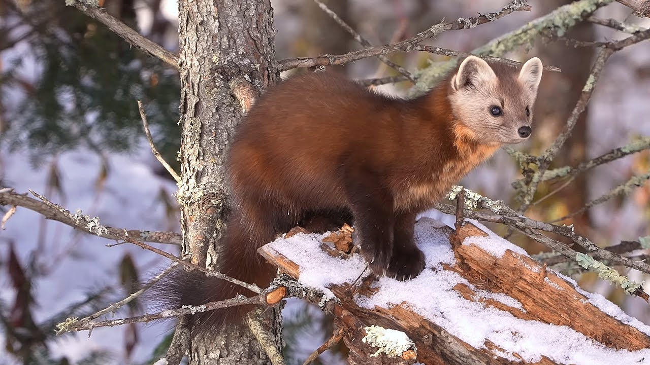 A secretive hunter from the North - American Marten