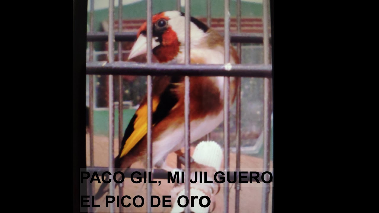 Paco gil mi jilguero el pico de oro