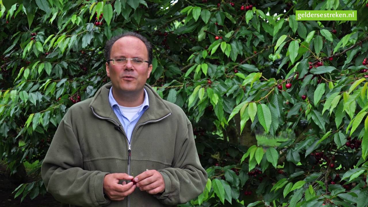 Interview met kersenteler van De Oosterling, Deil
