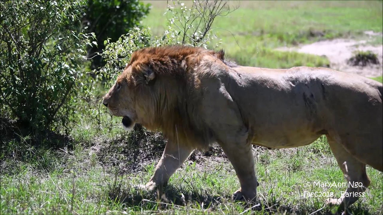 Earless walk, Dec2018, Maasai Mara largest lion