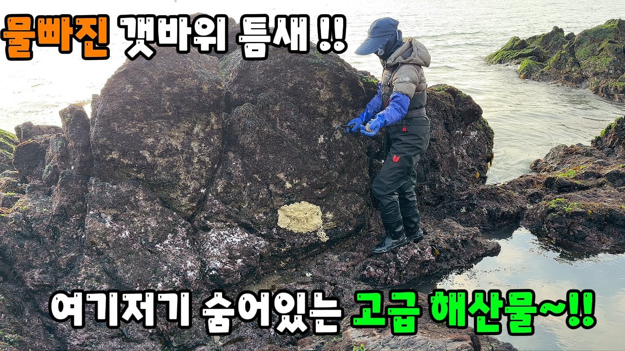 물빠진 갯바위 틈새 ~!! 여기저기 숨어있는 고급 해산물~!!