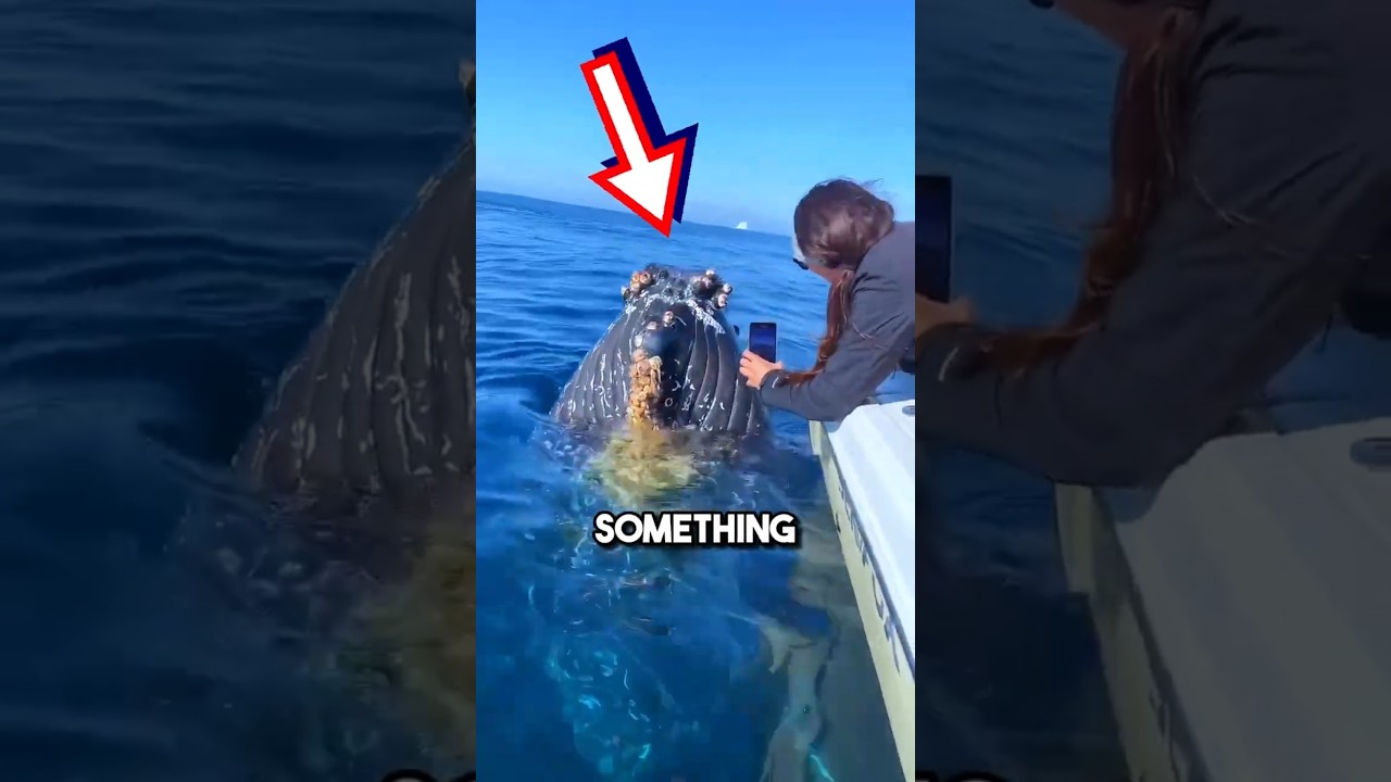 Гигантские киты ПРОСЯТ людей убрать морских желудей 😱 #шорты #морские желуди