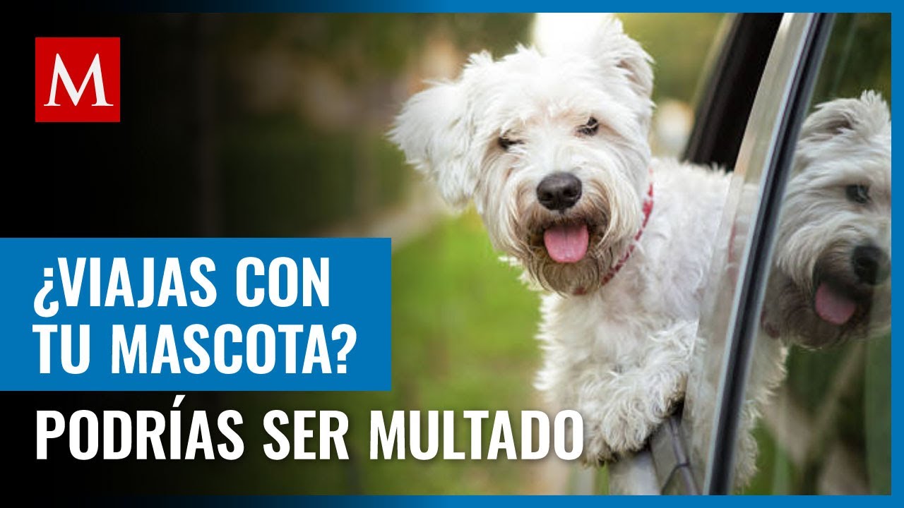 &iquest;Llevas a tu perro en el coche? Podr&iacute;as ser acreedor a una multa en CdMx