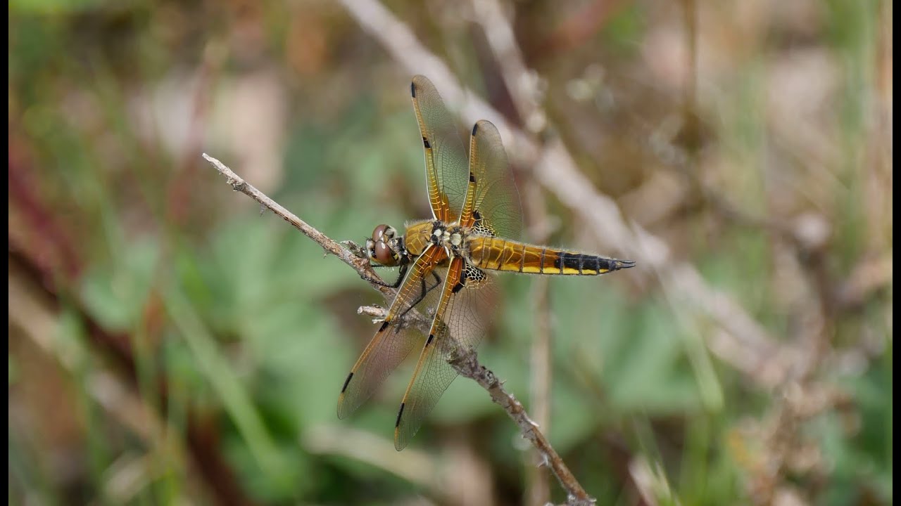 Natuurwandeling Strijbeekse heide, Hondsdonk en Valkenberg