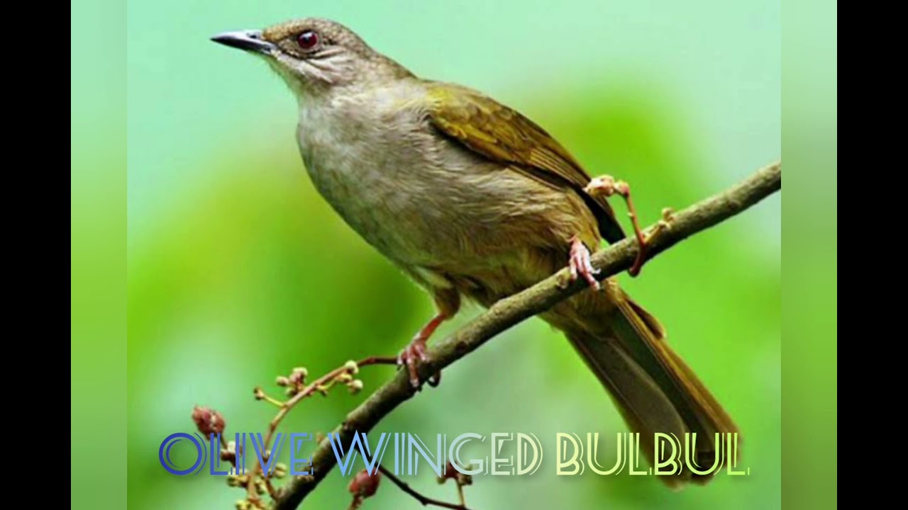 BIRD CHIRPING MASTERING OLIVE WINGED BULBUL