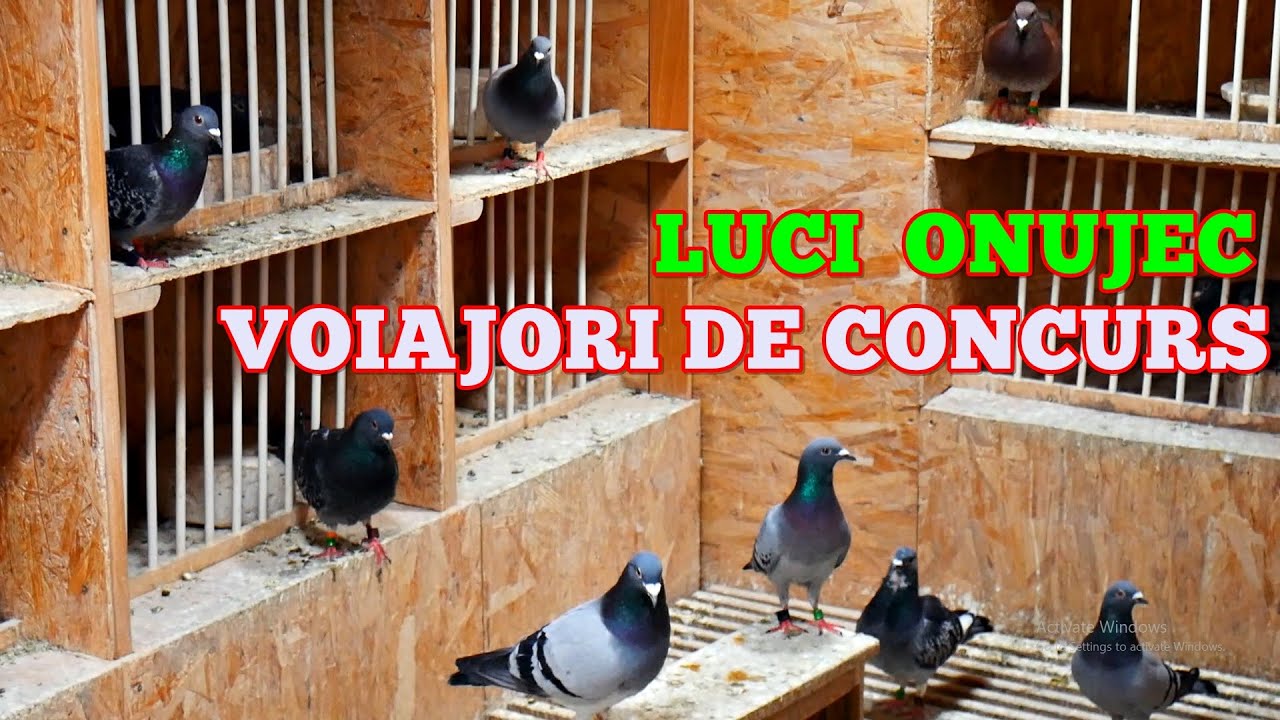 Viața la țară - Porumbeii de concurs acasă la Luci Onujec - Voiajori SPORT