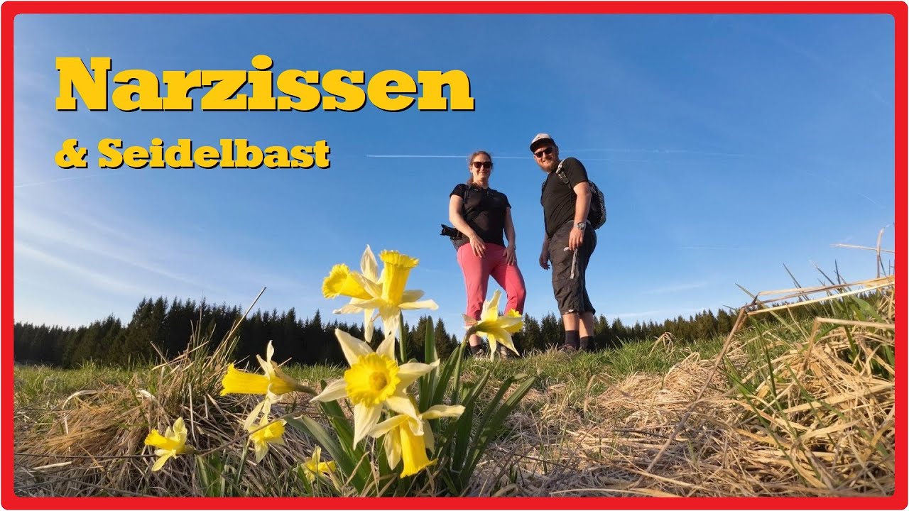Narzissen und Seidelbast | Naturpark Hohes Venn | Wandern im Nationalpark Eifel 🇧🇪 [2,7K]