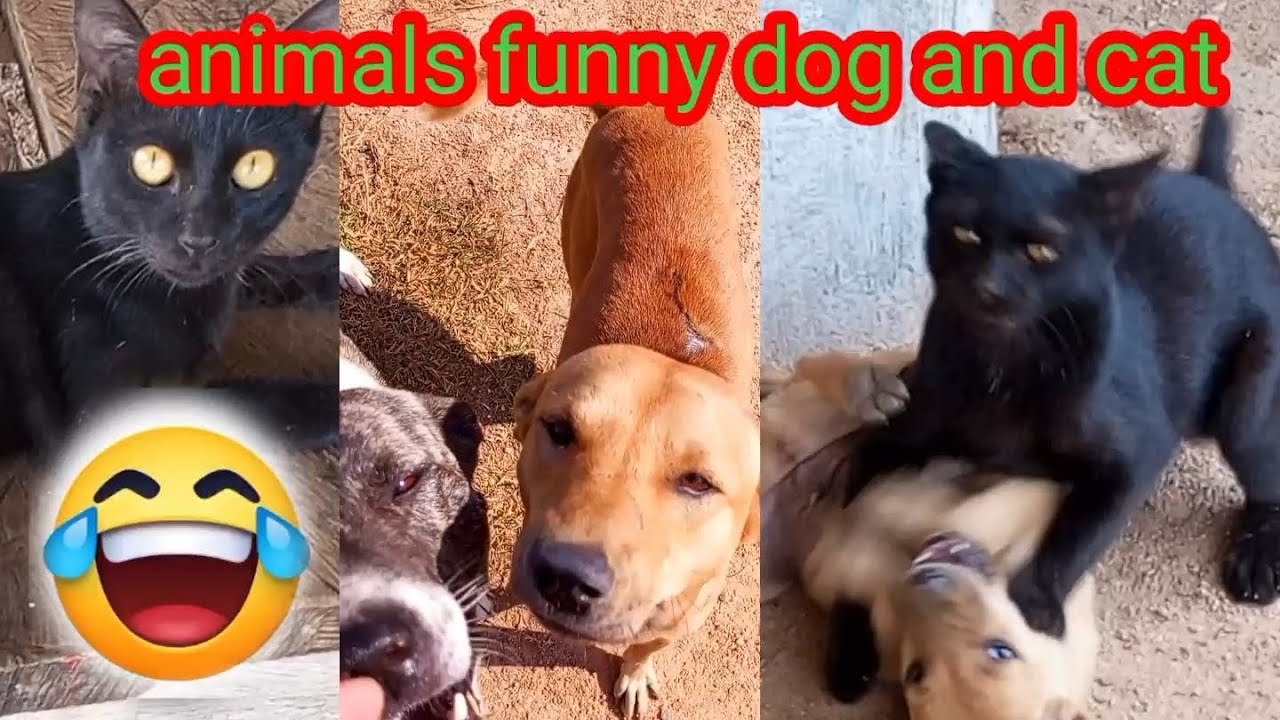 animals funny dog and cat (@hourfunny )
