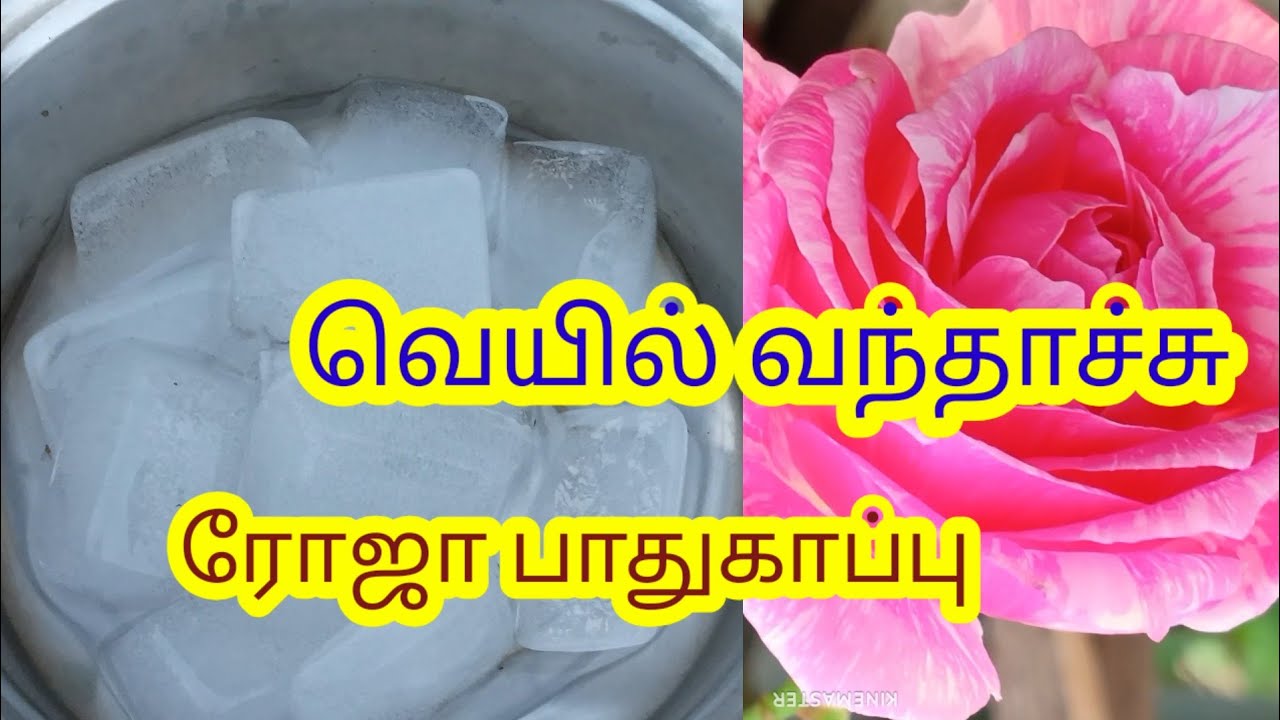 வரும் கோடை காலத்தில் ரோஜா செடியை காப்பாற்ற.... / Rose Care Tips in Tamil /@mjterracegarden4935 