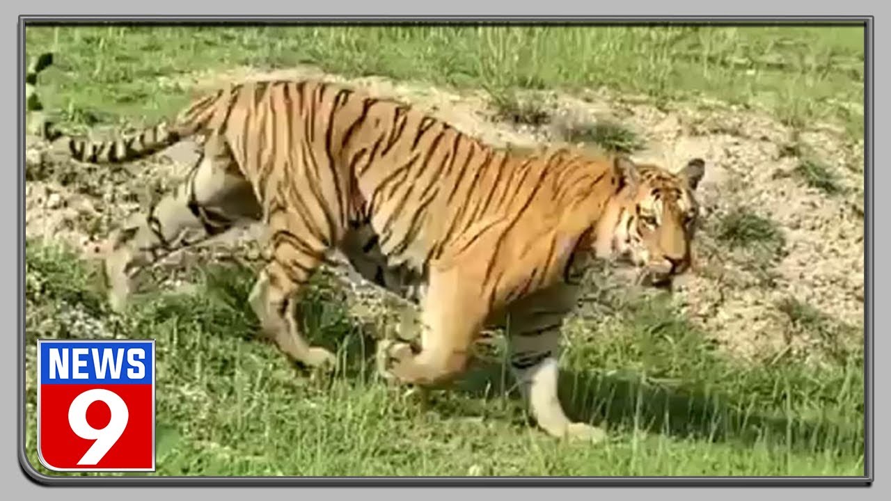 Video of tiger &lsquo;Mayar King&rsquo; from Bandipur goes viral!