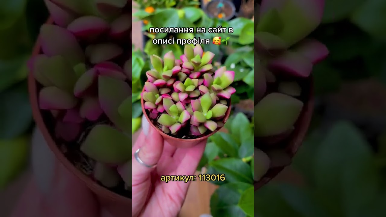 АНАКАМПСЕРОС "RUBRA" | Неймовірно потішний сукулент😊 | Agro-Market.ua