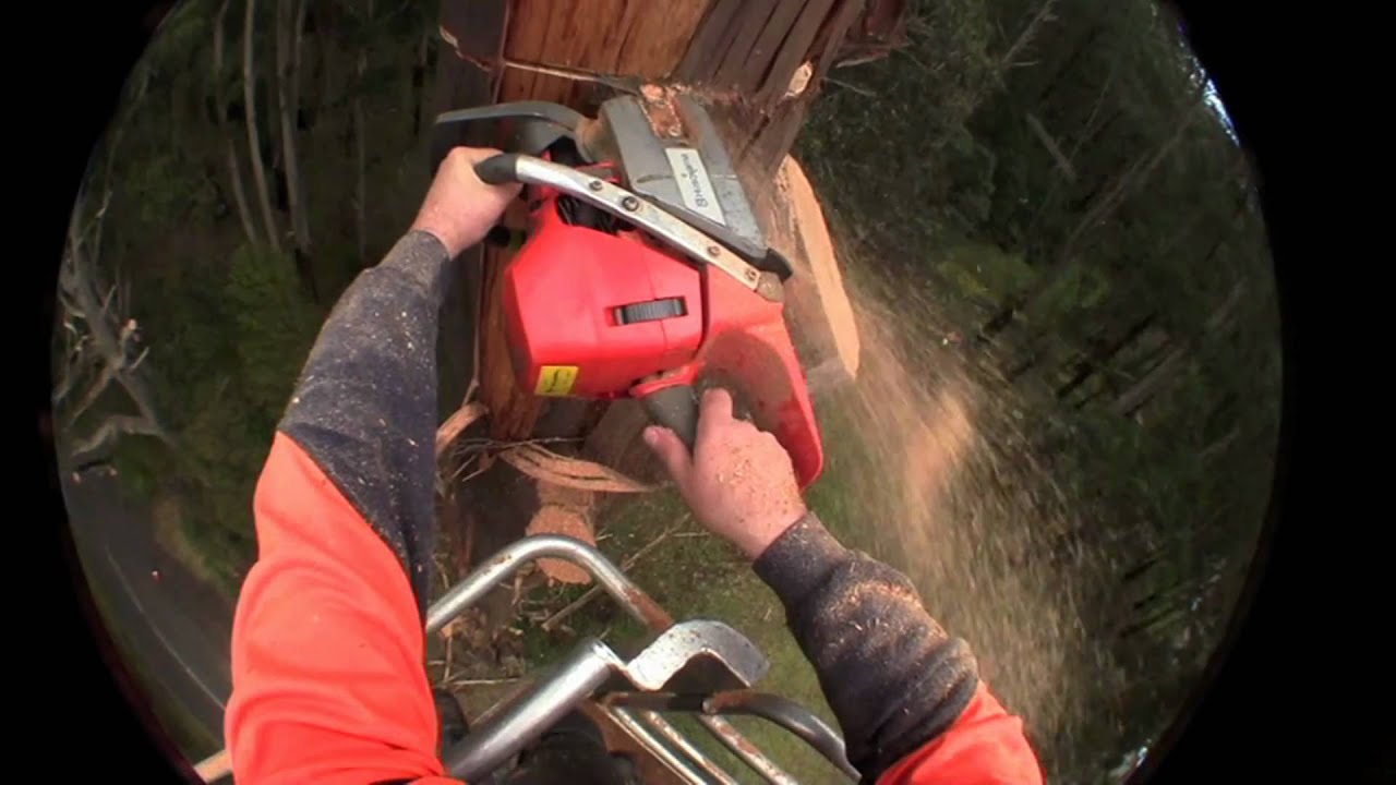 Cutting Down Trees with Head Cam and Husqvarna Chainsaw