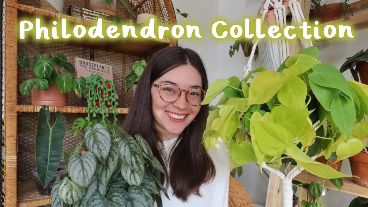 My Entire Philodendron Collection! | P. Mamei, P. Burle Marx, P. Gloriosum & more!