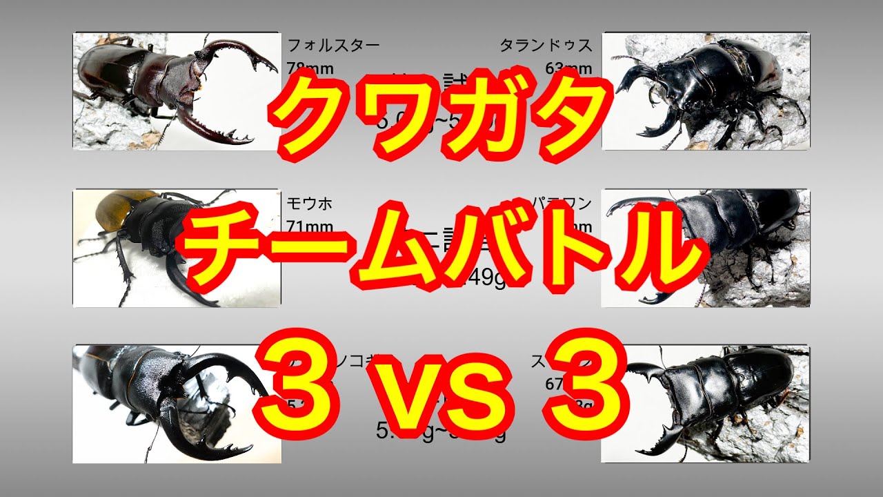 【第4回】３VS３クワガタチームバトル【たっカブ】