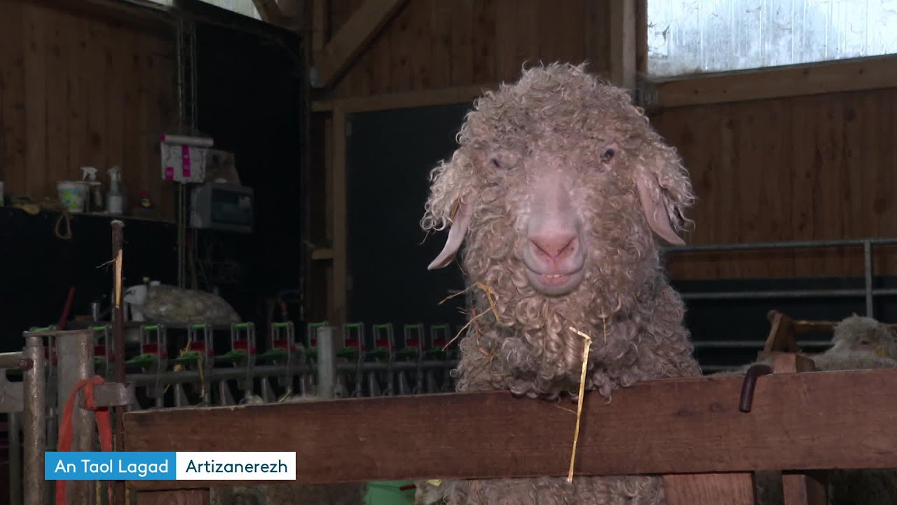 Elle &eacute;l&egrave;ve des ch&egrave;vres pour leur laine, le mohair. Votre &eacute;dition An Taol Lagad du 19 d&eacute;cembre 2025