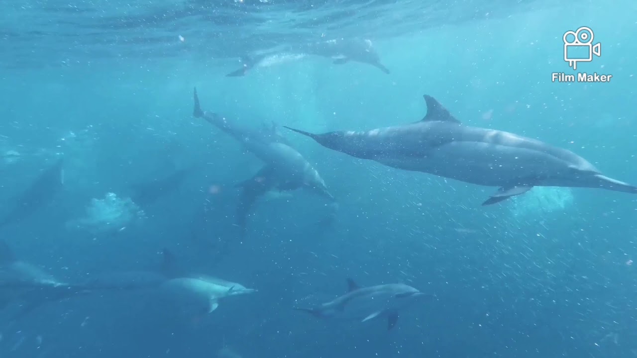 Enya - Only Time (Coral Reef of Caribbean Blue Ocean)