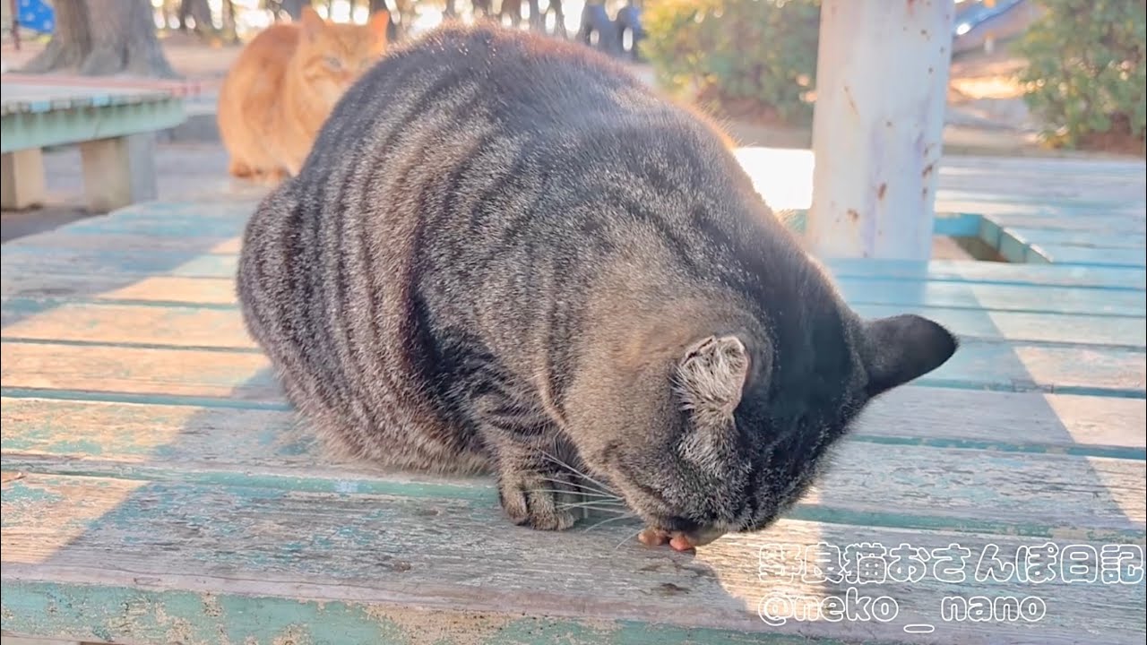 キジトラが安心して餌を食べるために移動したが、背後に茶トラ君が･･･(ミーちゃん&とら)