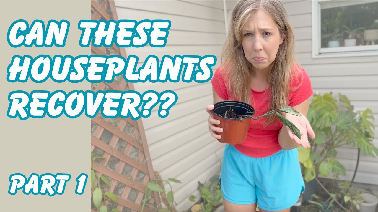 All the houseplants I've tried to kill and how they're doing now