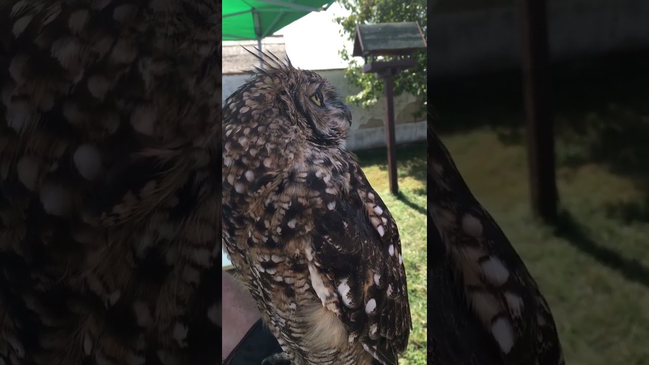 L&aacute;ttatok m&aacute;r baglyot &iacute;gy rep&uuml;lni? 🦉