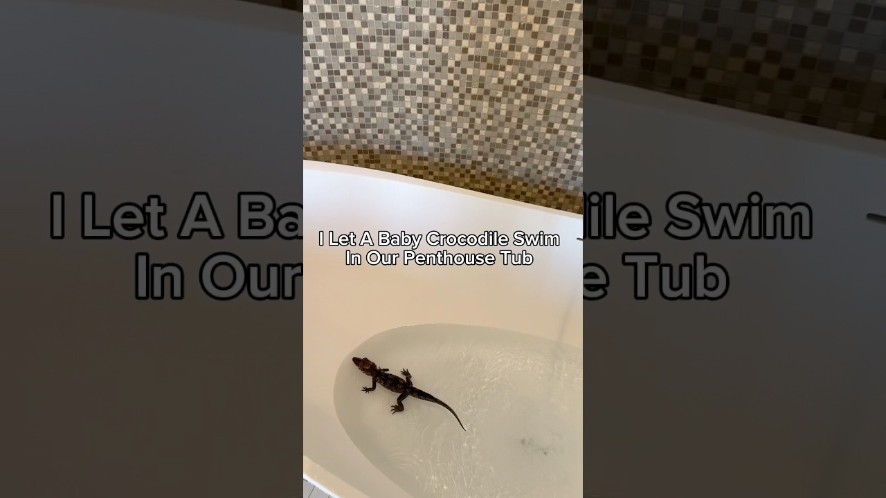 I Let A Baby Crocodile Swim In Our Penthouse Tub 😱🛁🐊#shorts #crocodile