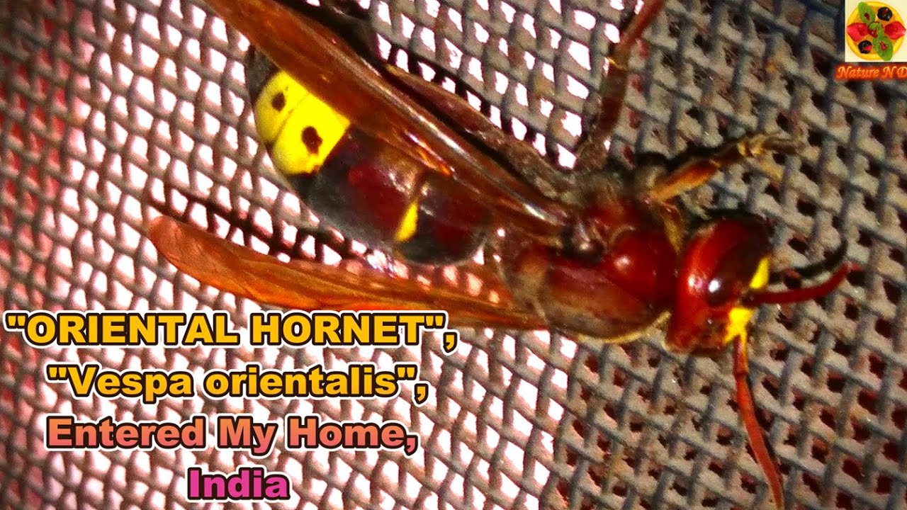 “ORIENTAL HORNET” Entered My Home. “Vespa orientalis” In My Home. Wasp. "Paper Wasp". DOCUMENTARY.
