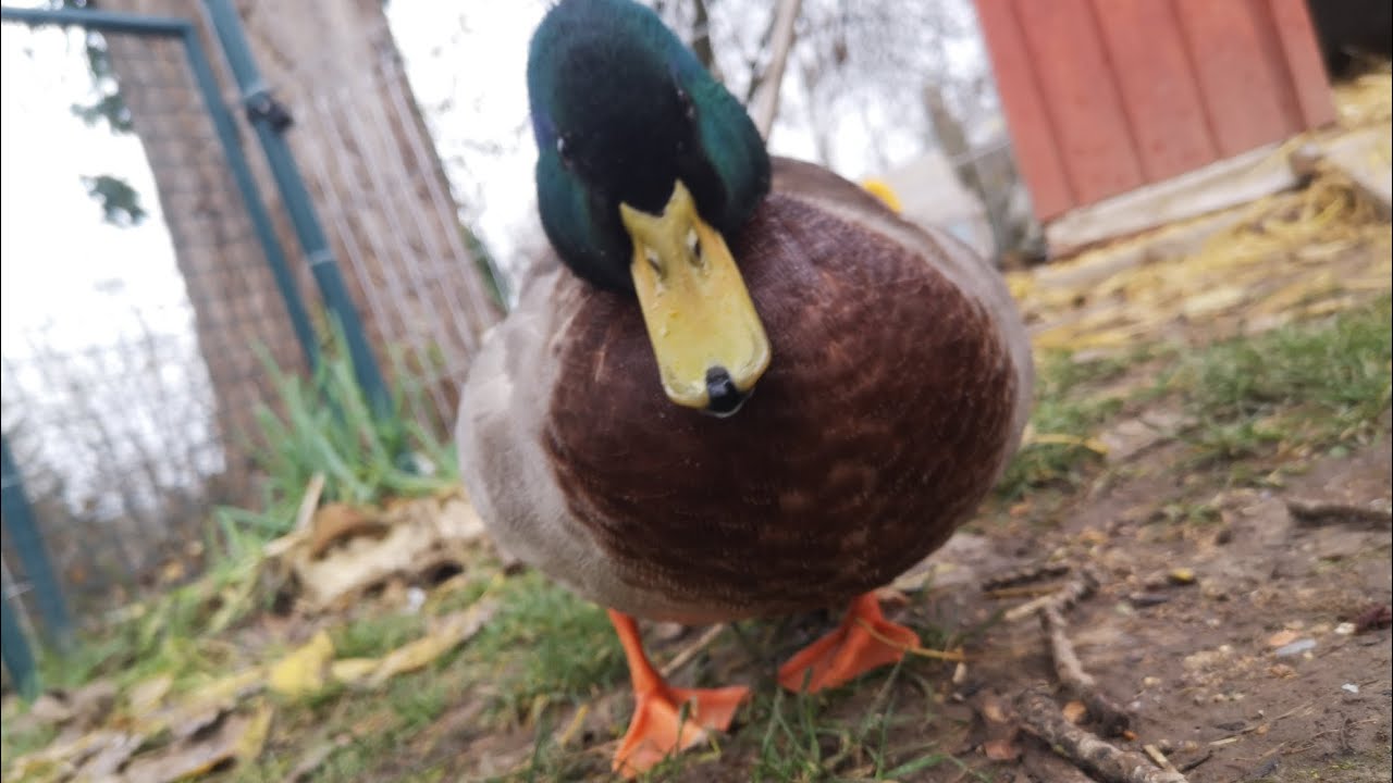 Ducks see their first ice [no bath=kill]