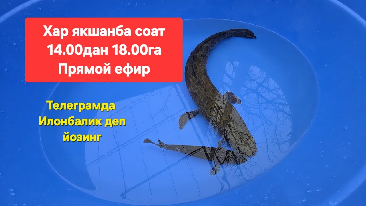 Фаргоналик акалар бн ажойиб сухбат