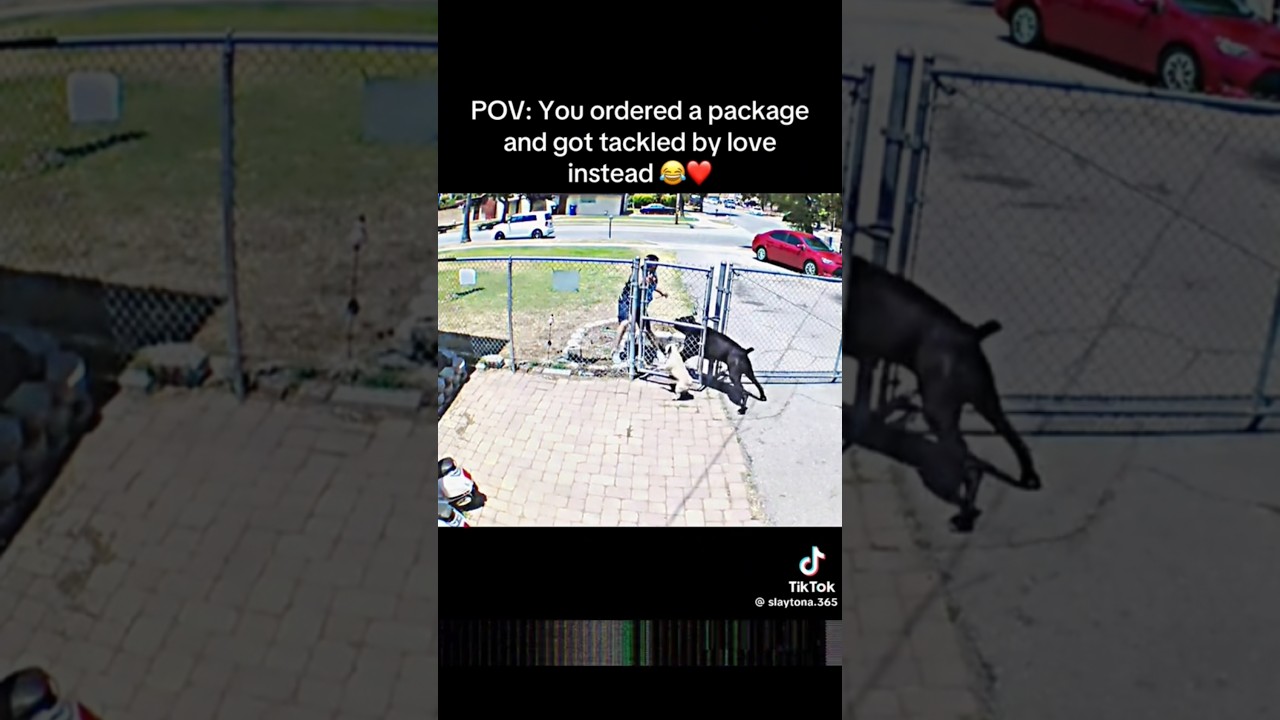 cane corso attacks 