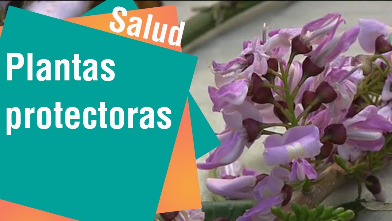 &iquest;Existen plantas que nos pueden proteger de virus y bacterias? | Salud