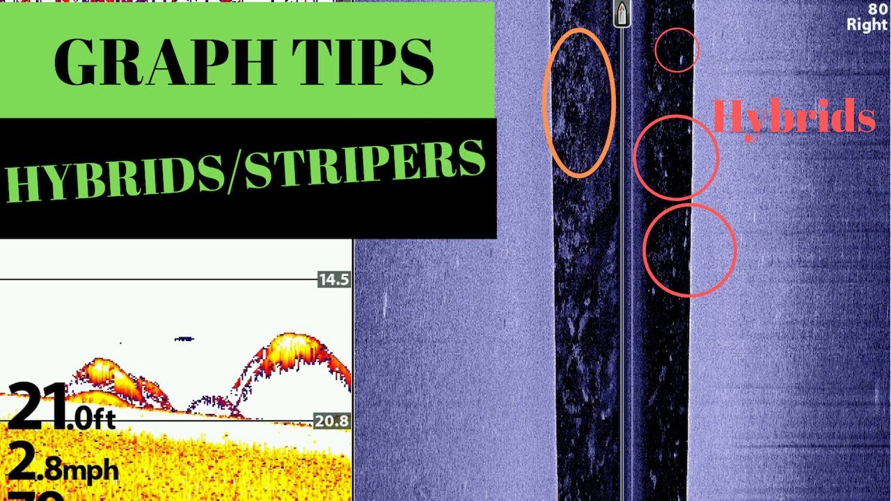 How to use your sonar to find more Hybrid/Stripers